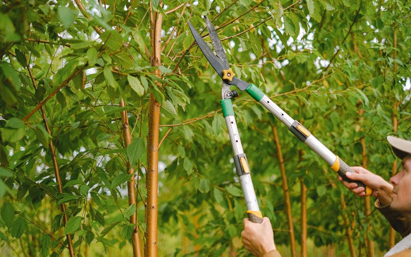 Tree trimming in Lockridge, IA